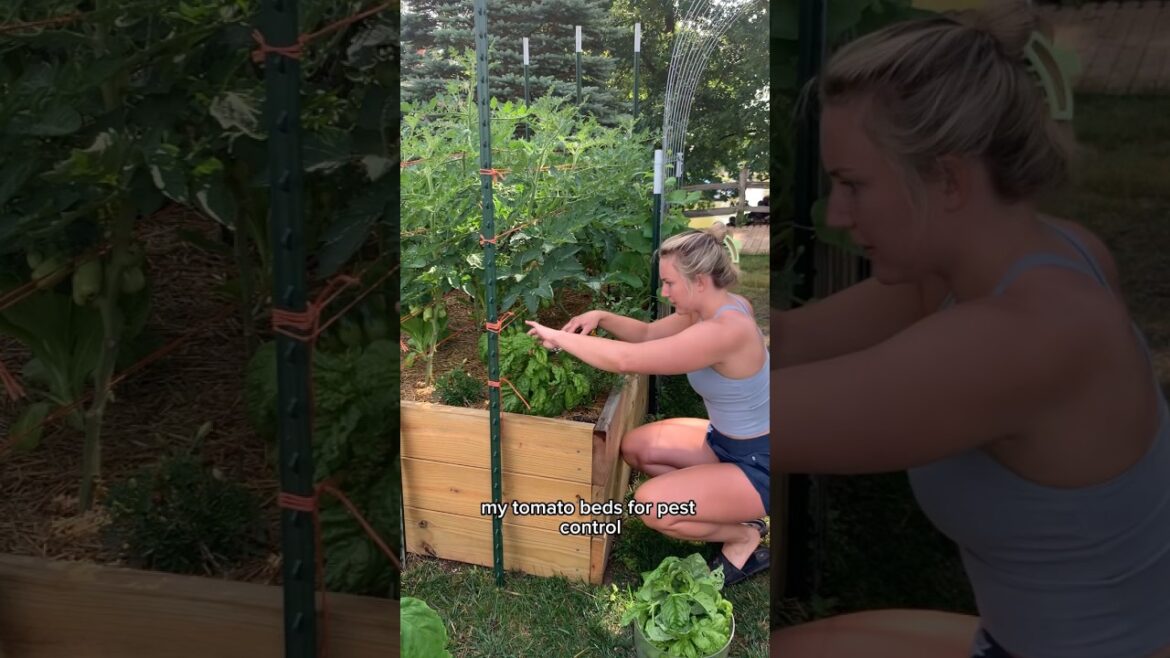 July vegetable garden harvest #garden #gardenharvest #peppers July vegetable garden harvest #garden #gardenharvest #peppers