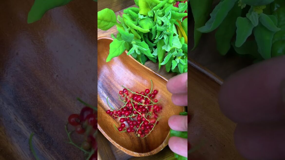 You can expand your salad green options just by planting more fresh edible plants You can expand your salad green options just by planting more fresh edible plants