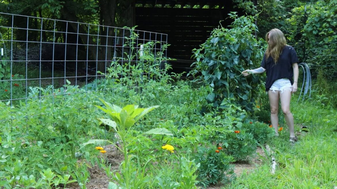 July Garden Tour – A Stroll Through My Homestead Vegetable Garden July Garden Tour - A Stroll Through My Homestead Vegetable Garden