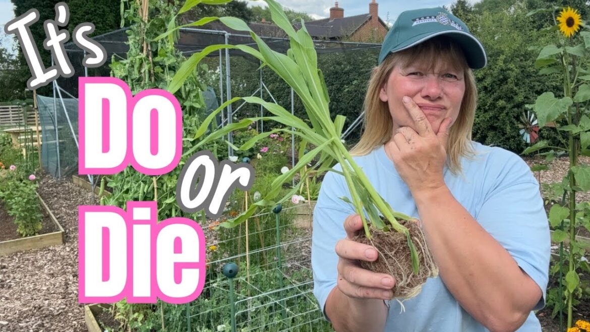Final Plantings For Autumn Success | English Vegetable Garden Final Plantings For Autumn Success | English Vegetable Garden
