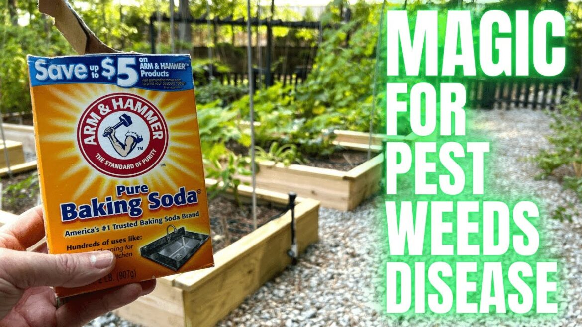 Add Baking Soda To Your Vegetable Garden And Watch What Happens Add Baking Soda To Your Vegetable Garden And Watch What Happens