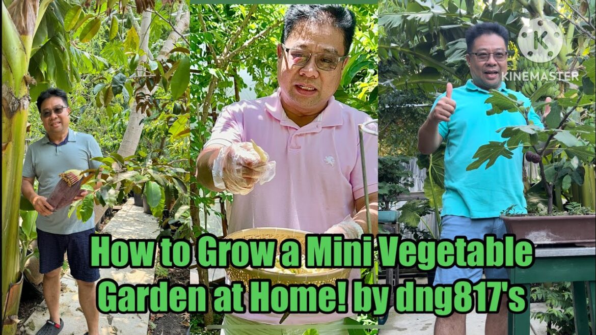 How to Grow a Mini Vegetable Garden at Home! by dng817’s. How to Grow a Mini Vegetable Garden at Home! by dng817's.