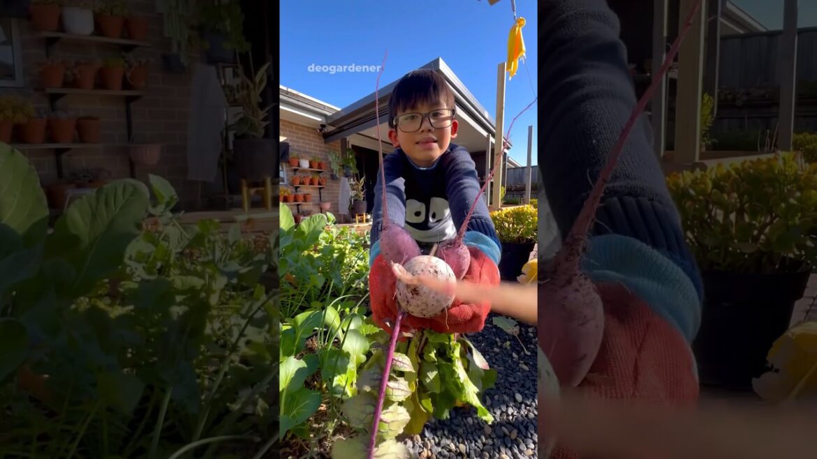 Harvested our purple radish in the middle of winter #gardening #vegetablegardening #fyp #radish