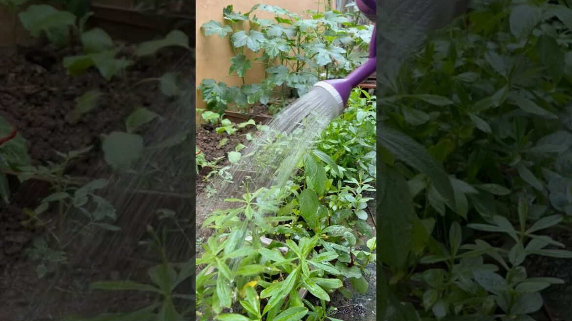 Watering Time in my Small Vegetable Garden #gardeningathome #smallvegetablegardening #plantcare