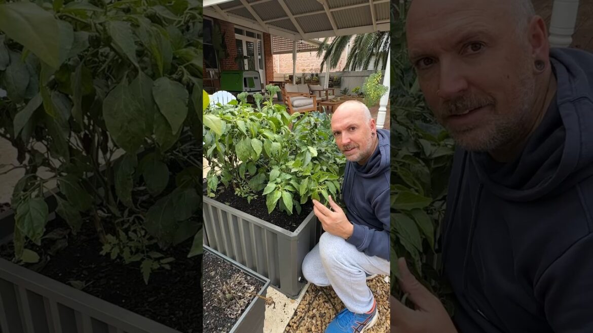 Pepper plants ARE perennial.  #urbangardener #vegetablegardening #garden