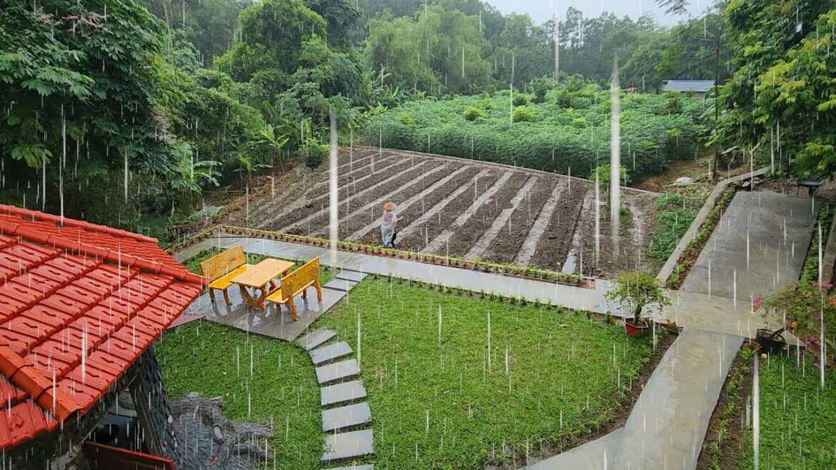 Renovate the vegetable garden, right in the rainy season