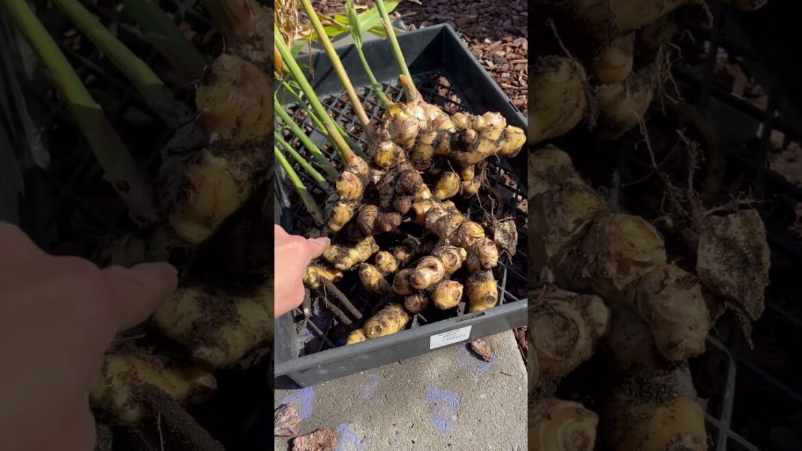 Small ginger to big harvest #homegrown #ginger #gardening #growyourownfood #vegetable #gardening