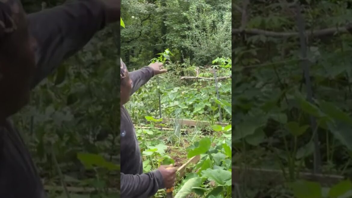 How to start a vegetable garden for beginners #gardening #vegetablegarden