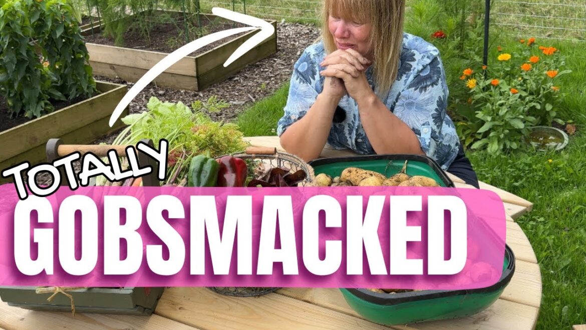 My Biggest Ever Harvest!!  | July Vegetable Gardening My Biggest Ever Harvest!!  | July Vegetable Gardening