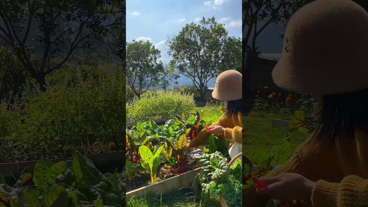 What vegetables do you grow in your vegetable garden? #foryou #fyp #nature #farm