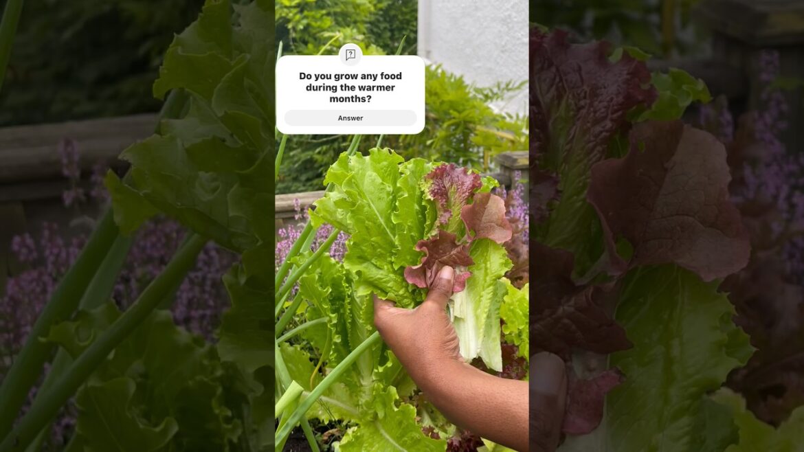 Homestead harvesting salad leaves #gardensalad #gardening