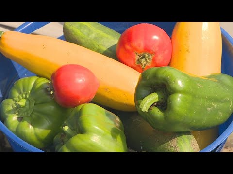 Tips and tricks for successful vegetable gardening Tips and tricks for successful vegetable gardening