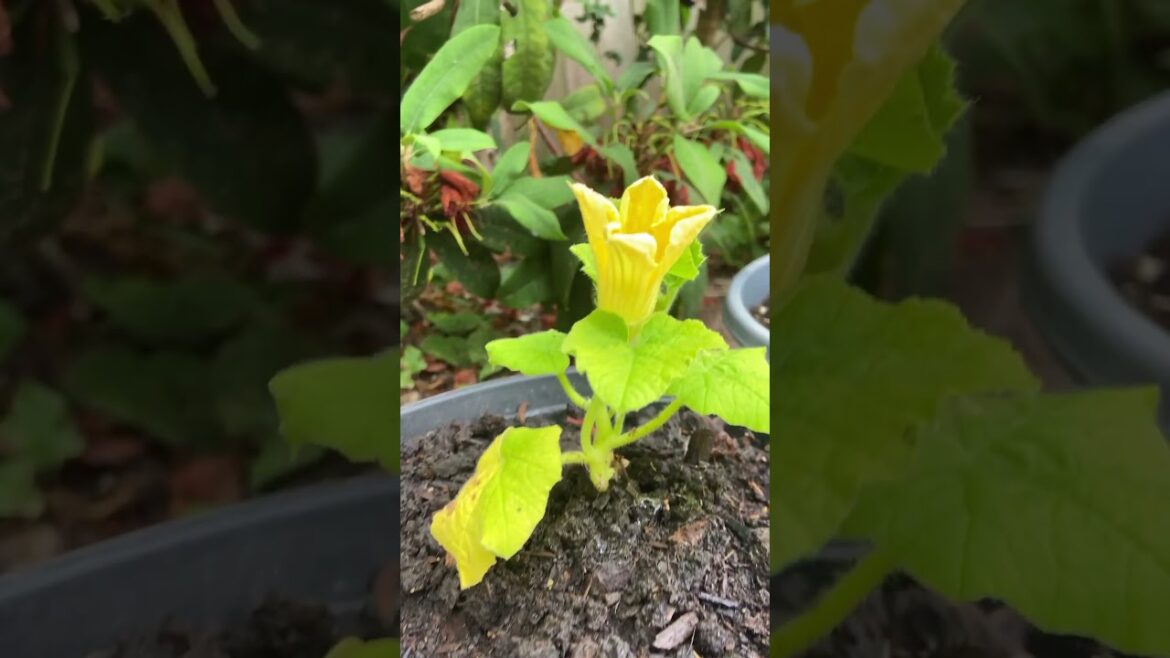 MINIVLOG- GARDENING DAY | TOMATO PLANT REPOTTING | VEGETABLE GARDEN