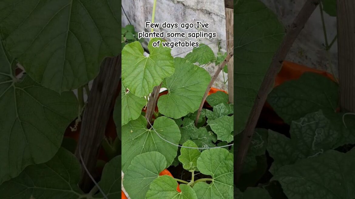 growing vegetables#vegetablegardening#kitchengarden#shortsfeed#shorts