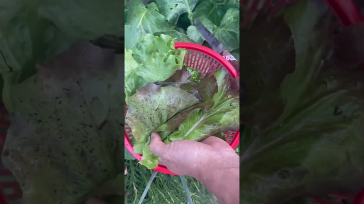 Red Oaks & Minicos Salad Vegetable #asmrgarden #food #backyardvegetablegarden #vegetablegarden