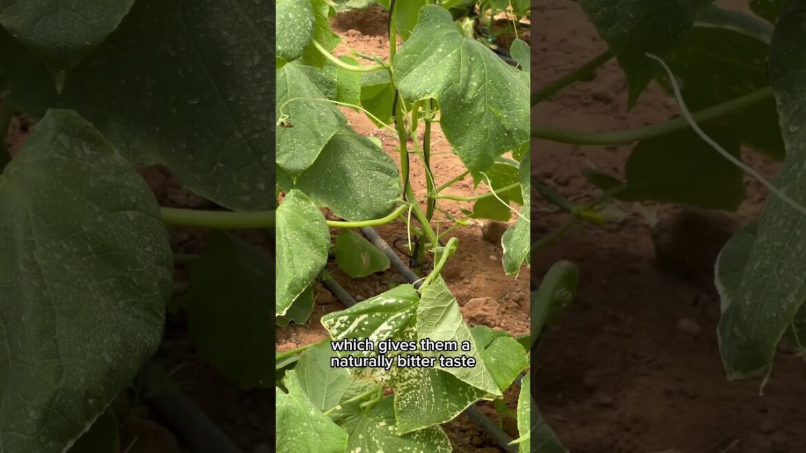 Cucumber planting and benefits #garden #garding #vegetablegardening #viralvideo #viralshort #farming
