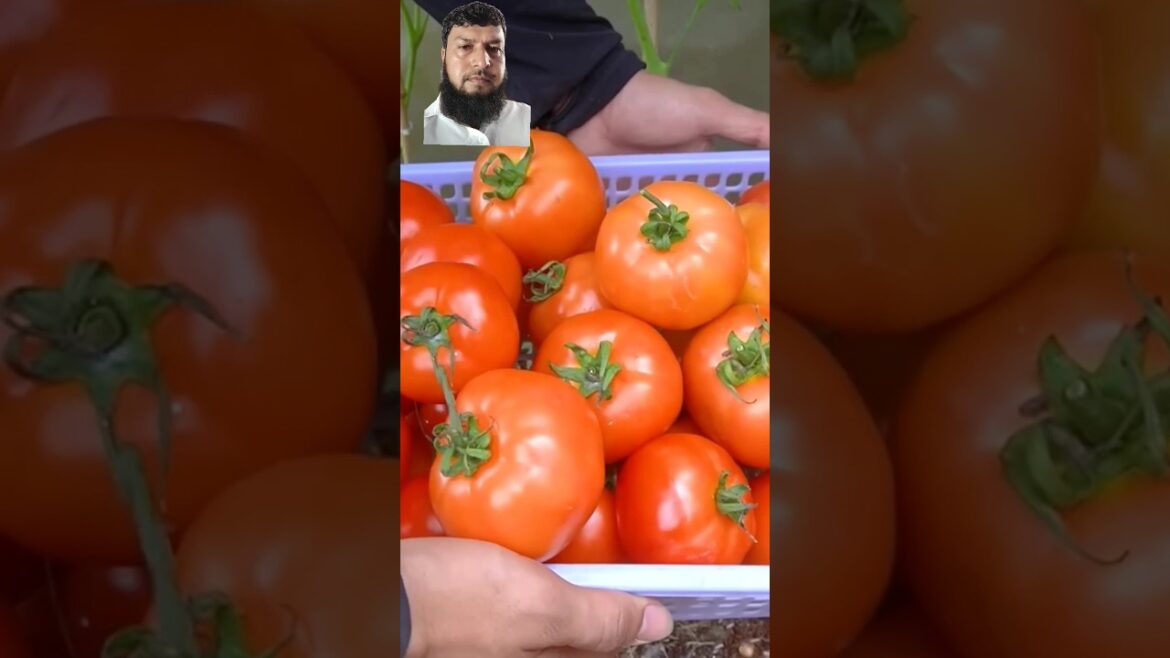 tomato growing technique #tomato #gardening #tomatogarden #garderningtips #vegetables #easygarden