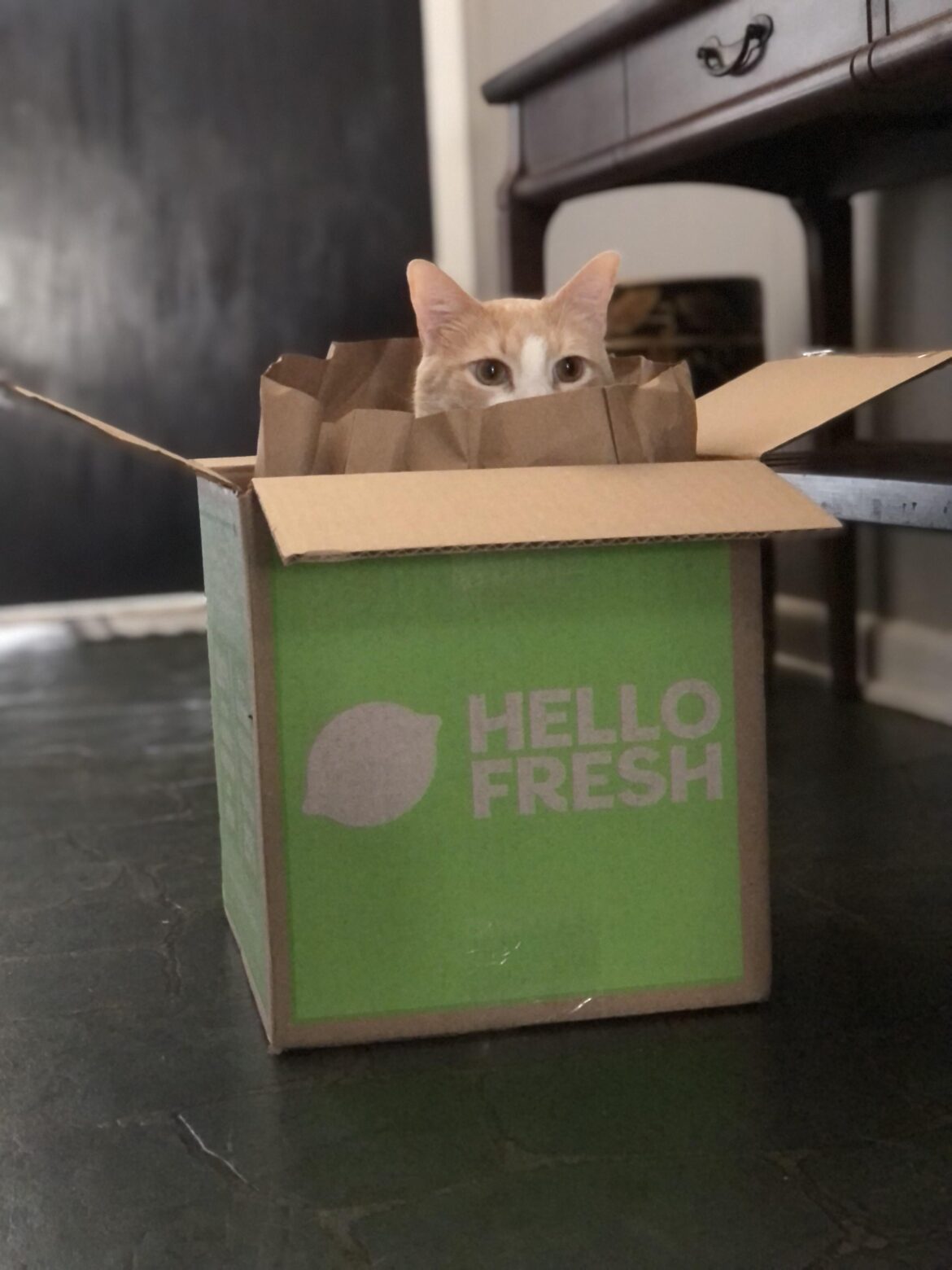 Hold on a second… I didn’t order this! 😹