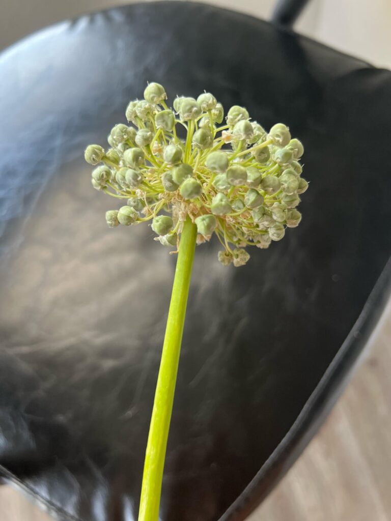 Flowering onion or garlic?
