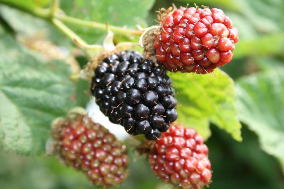 Preserving wild berries – resource found!! Preserving wild berries - resource found!!