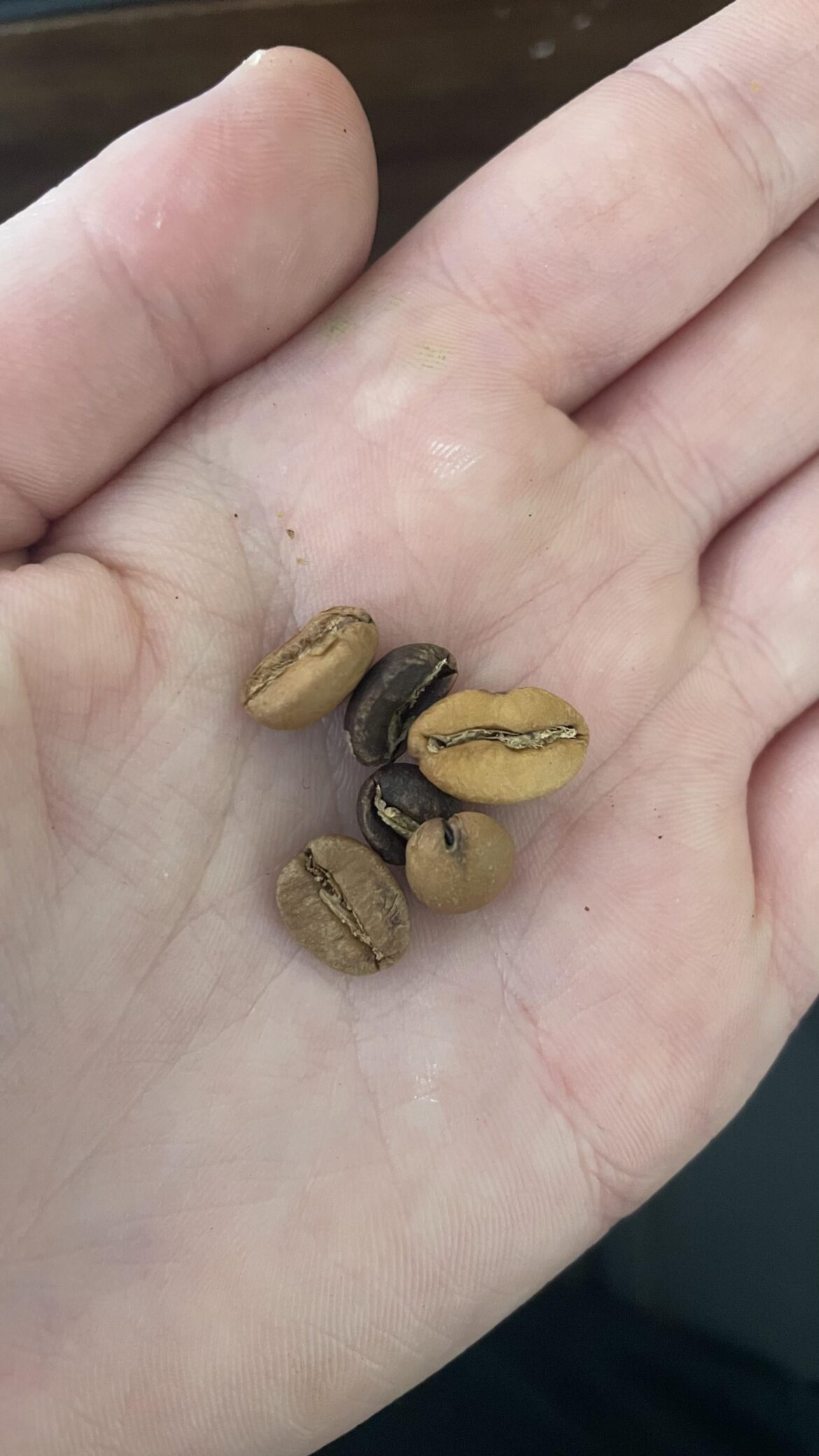 Beans or machine issue?