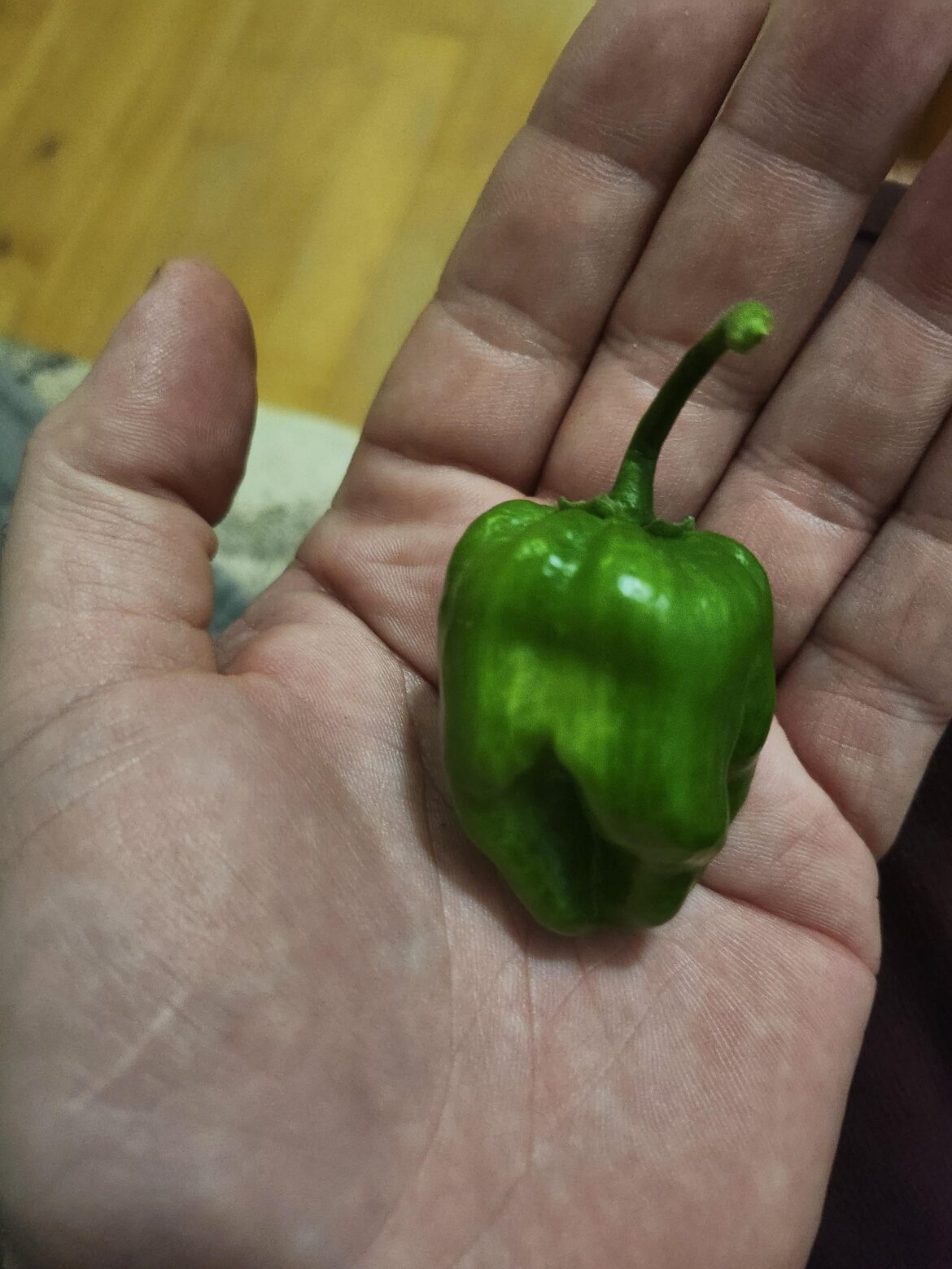 Fresh Habenero pod yumm