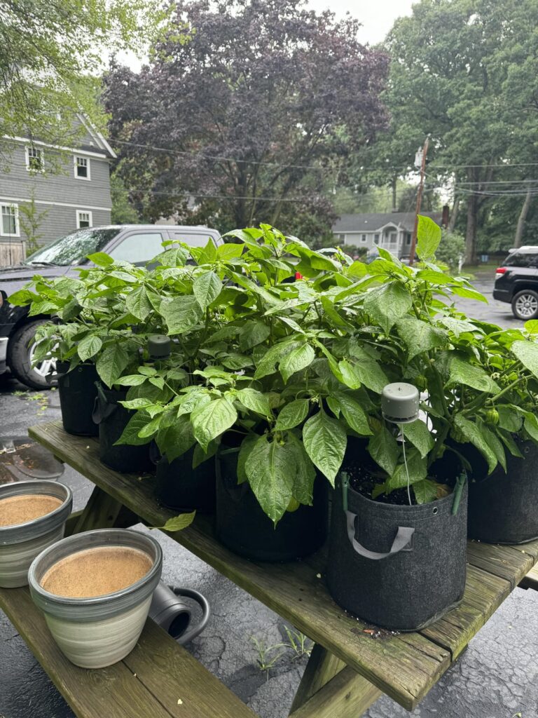 Scotch bonnets ready to explode!