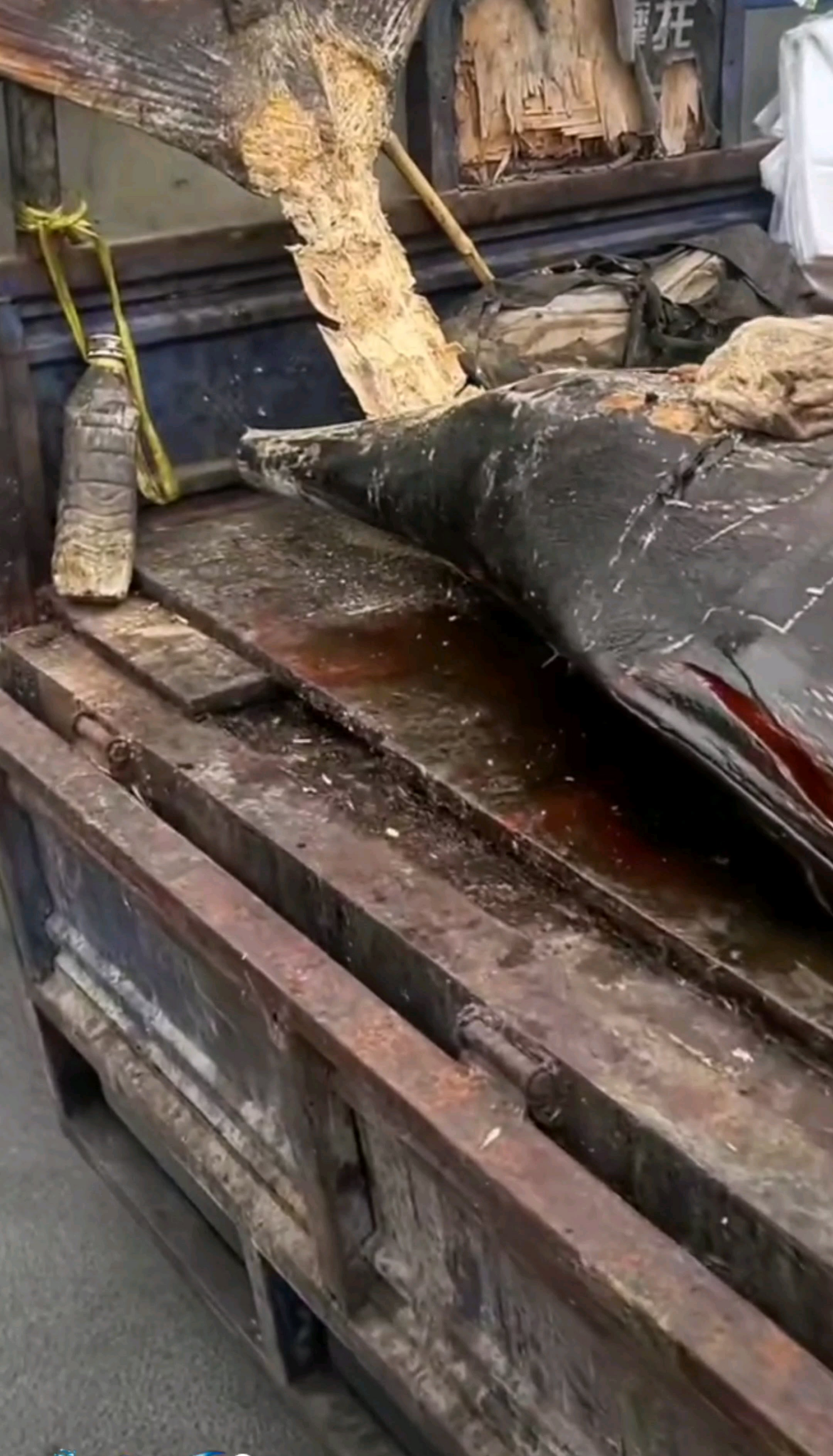 CATCH*OF*THE*DAY Seen on Douyin