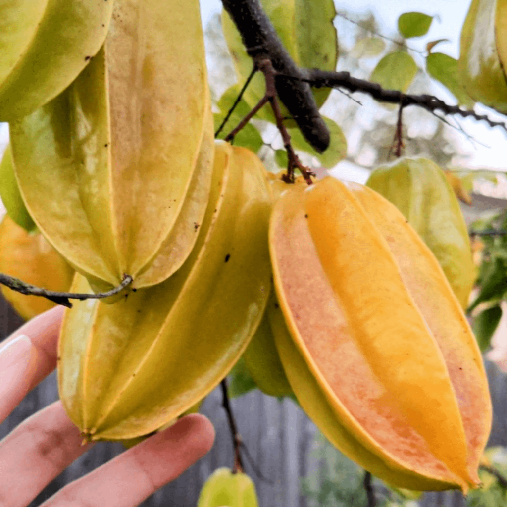 Star fruit Jam/Jelly? Star fruit Jam/Jelly?