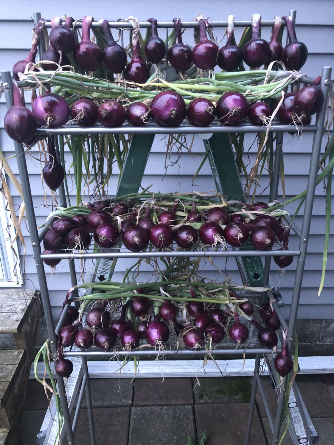2nd half of onion harvest. Variety: Redwing