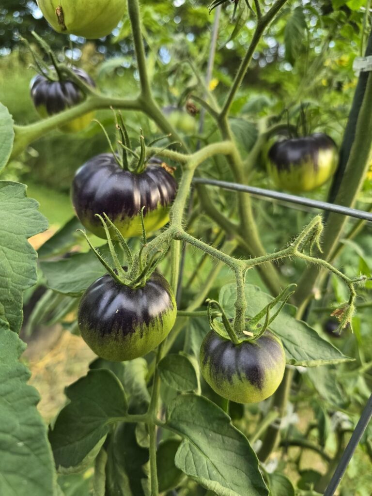 Woo ohh black beauty bam ba bam woo ohh black beauty