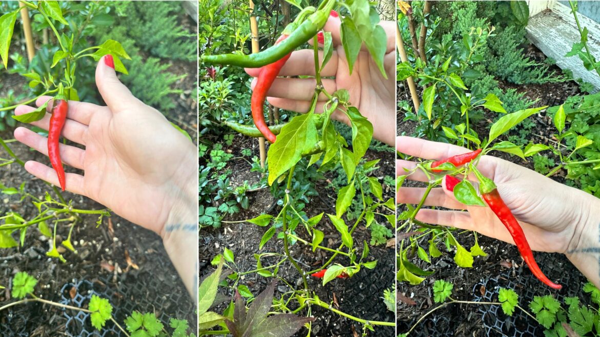 Growing spicy peppers Growing spicy peppers
