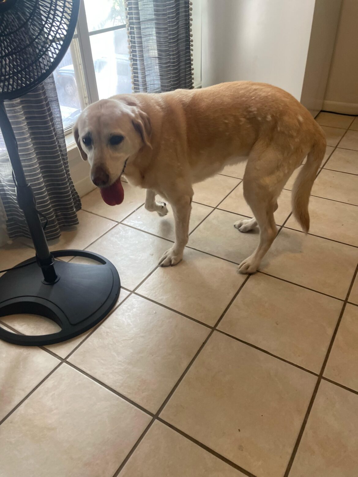 Found Dog 78756
