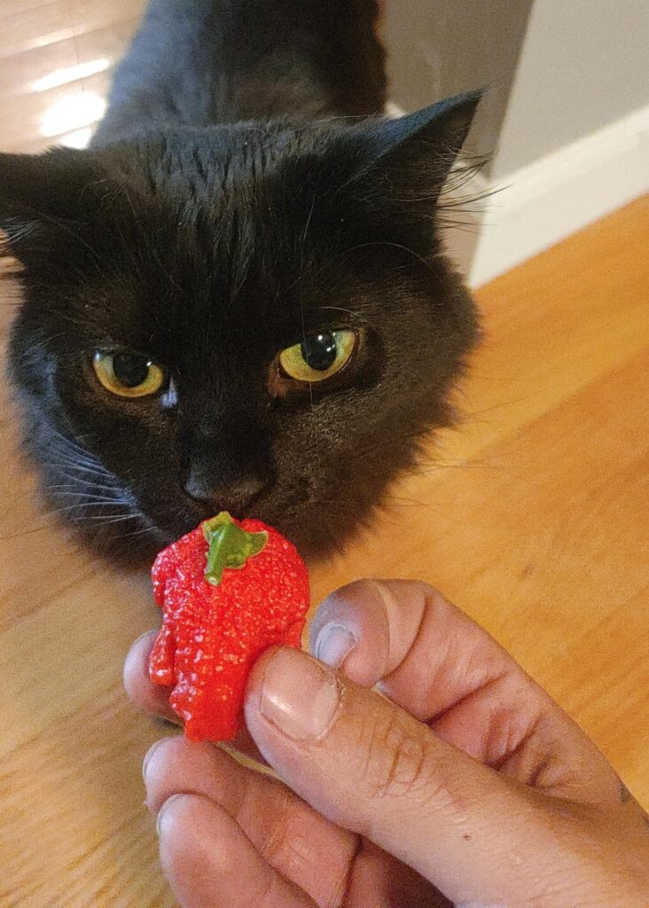 Can confirm Raw Reapers Hurt 😳 Can confirm Raw Reapers Hurt 😳