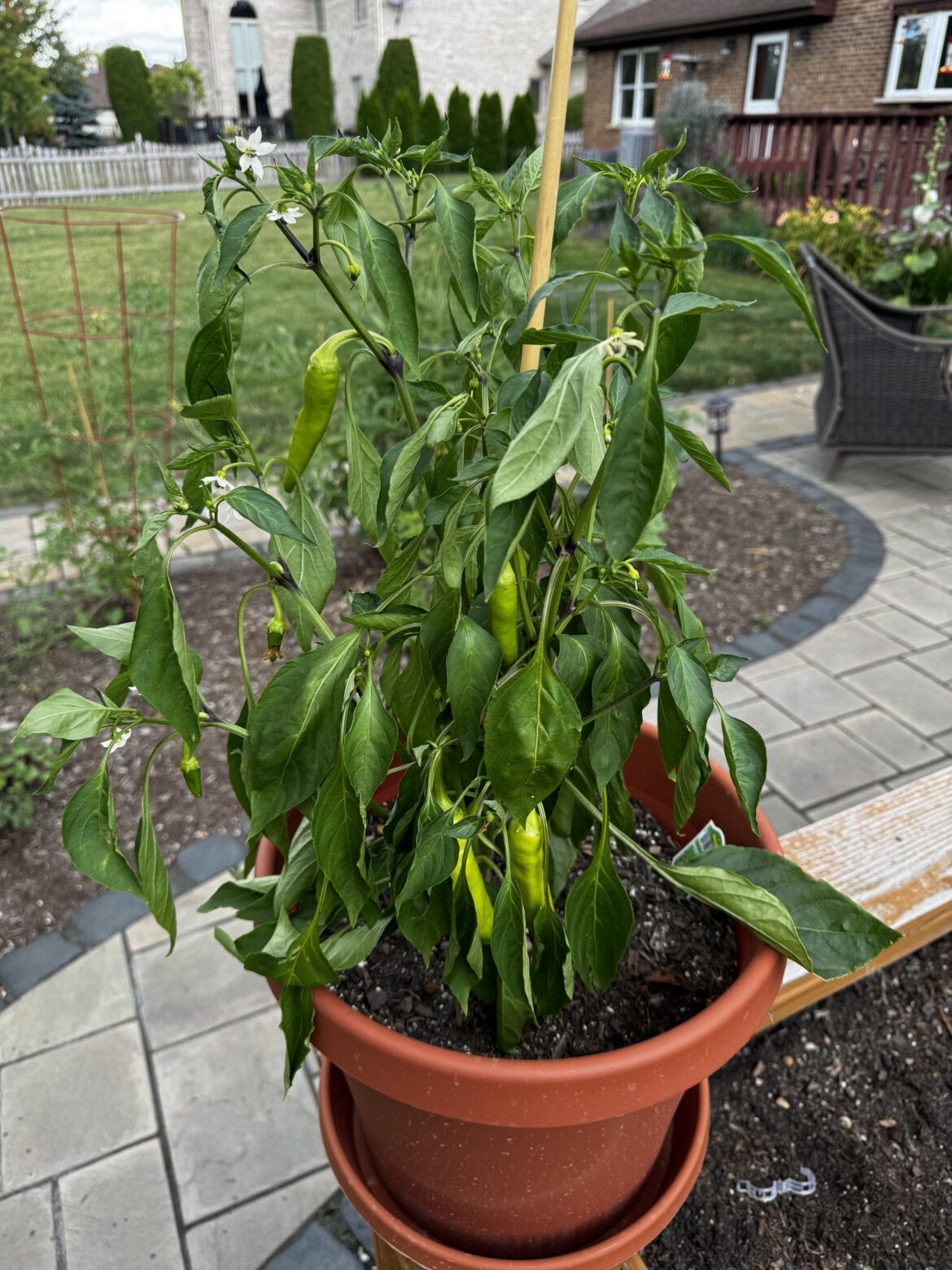 Banana pepper plant: overwatered or underwatered?
