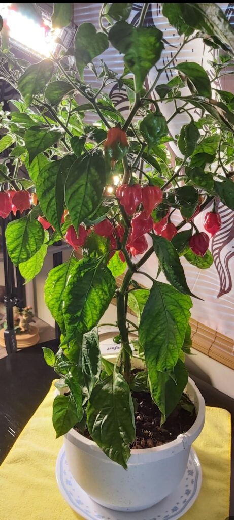 My indoor baby ghost pepper plant 🌶 🪴 🌱 🔥