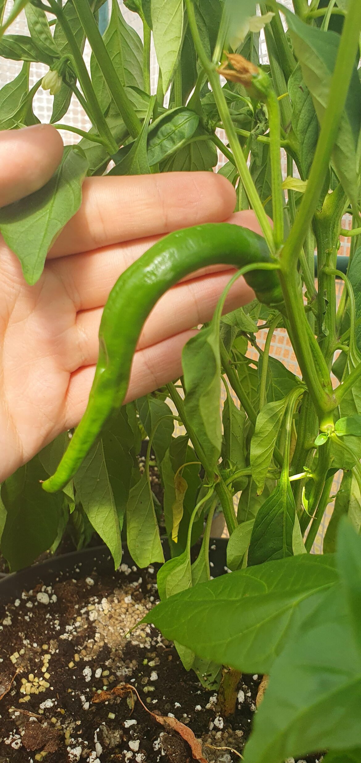 Help with ID on Chilli