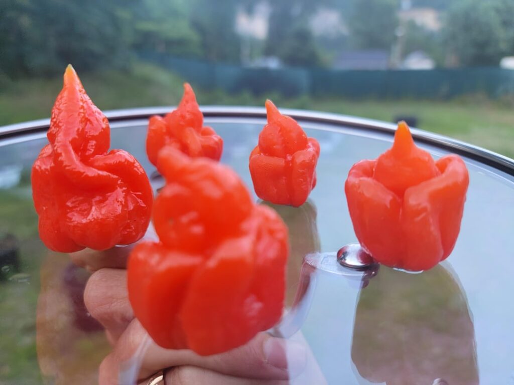 Made a batch of sauce from the Trini Scorps my best bud grew. Made a batch of sauce from the Trini Scorps my best bud grew.