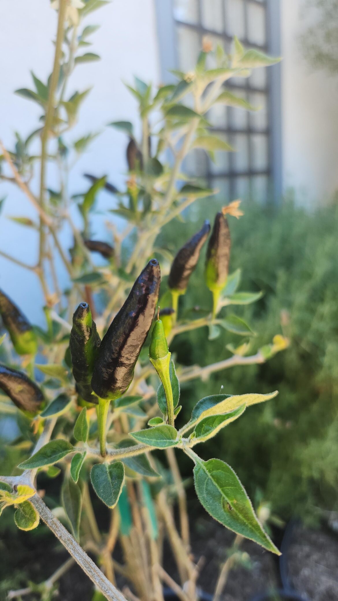 Vietnamese Devil Pepper Vietnamese Devil Pepper