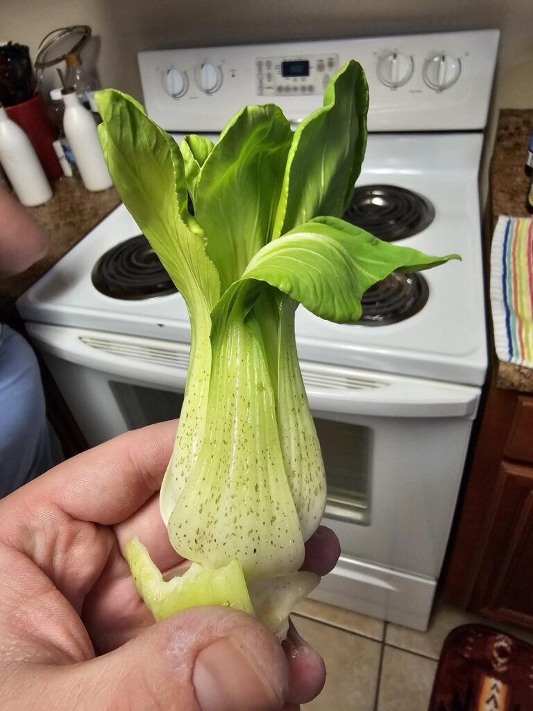 What is this on my bok choy? What is this on my bok choy?