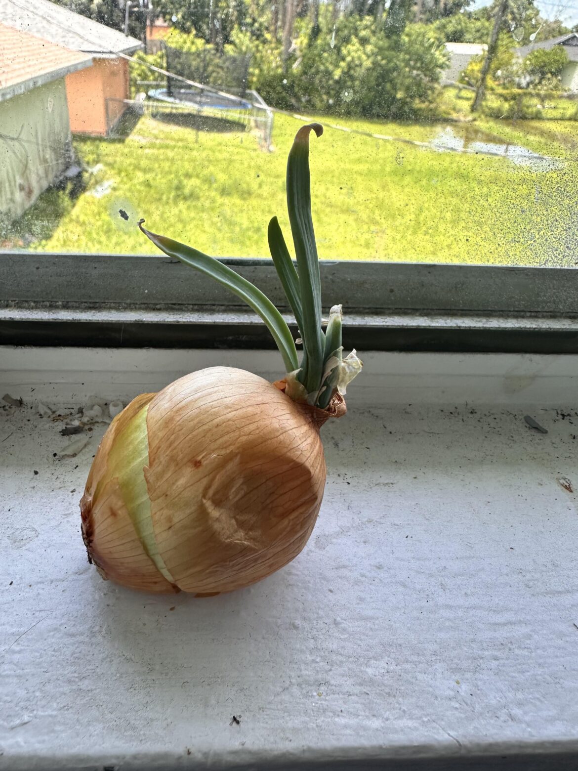 It finally germinated ☺️