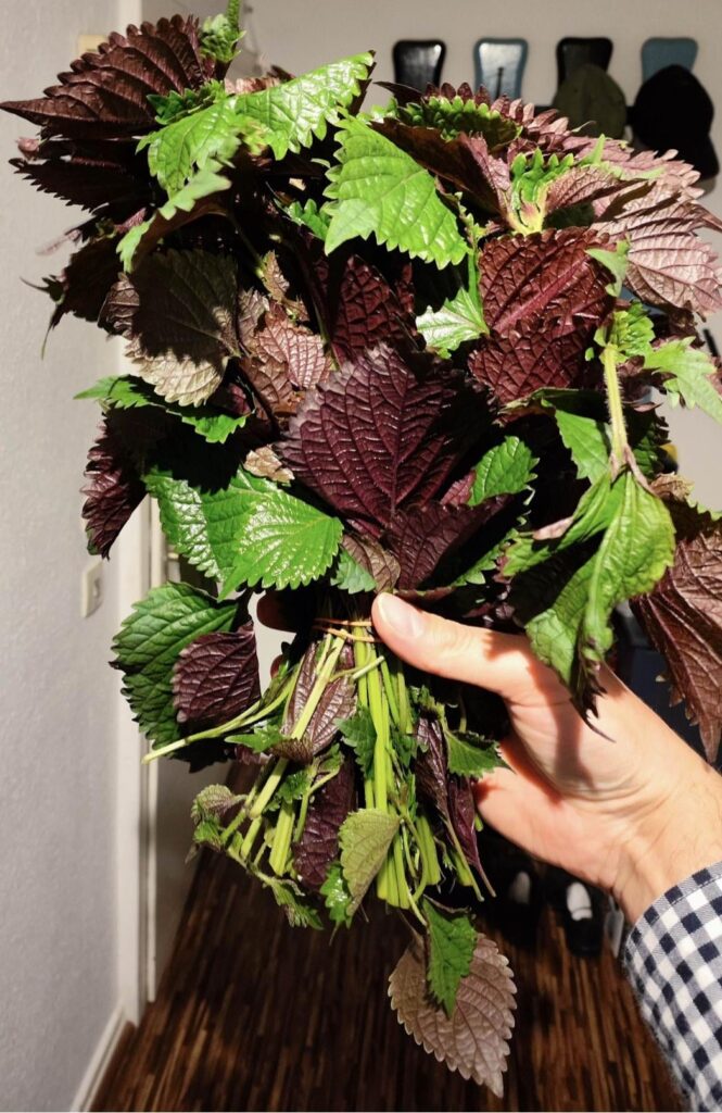 Is this perilla / kkaennip? Is this perilla / kkaennip?