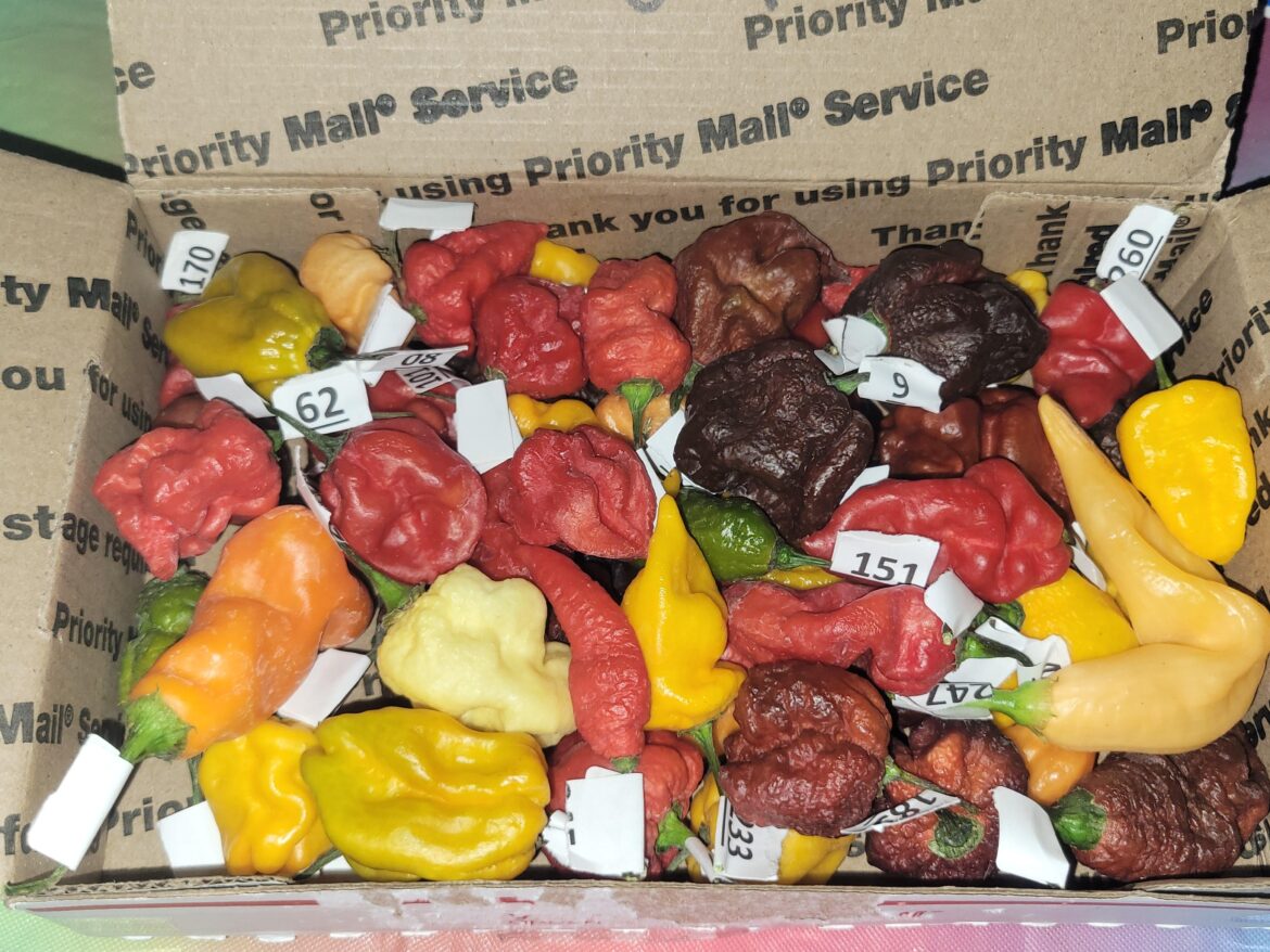 Got a little box of pain in the mail today.