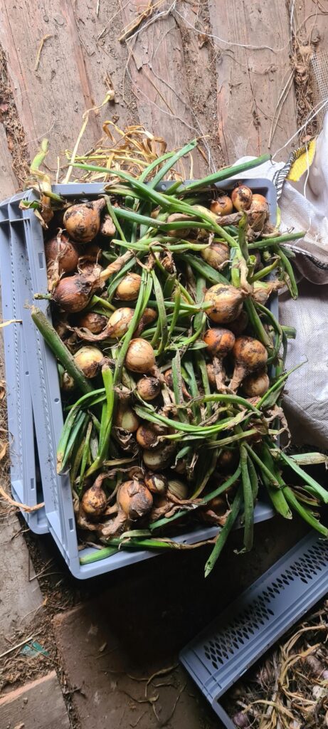 second harvest another 30 kg