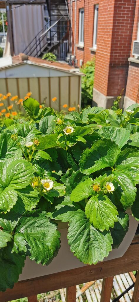I've wrapped my deck with strawberry plants update!