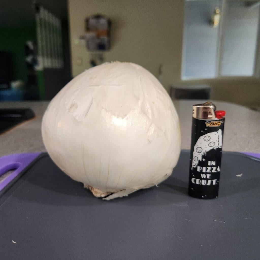 This thing was massive. Out of bananas, so lighter for scale