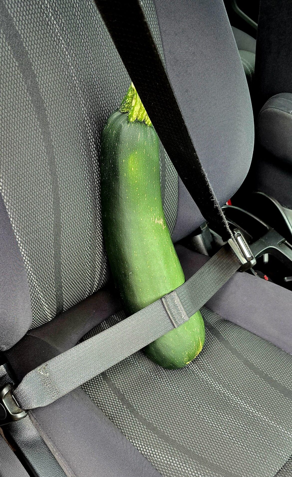 Picked up this mega Zucchini from work
