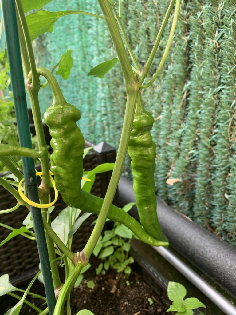 Help identifying my pepper plant?