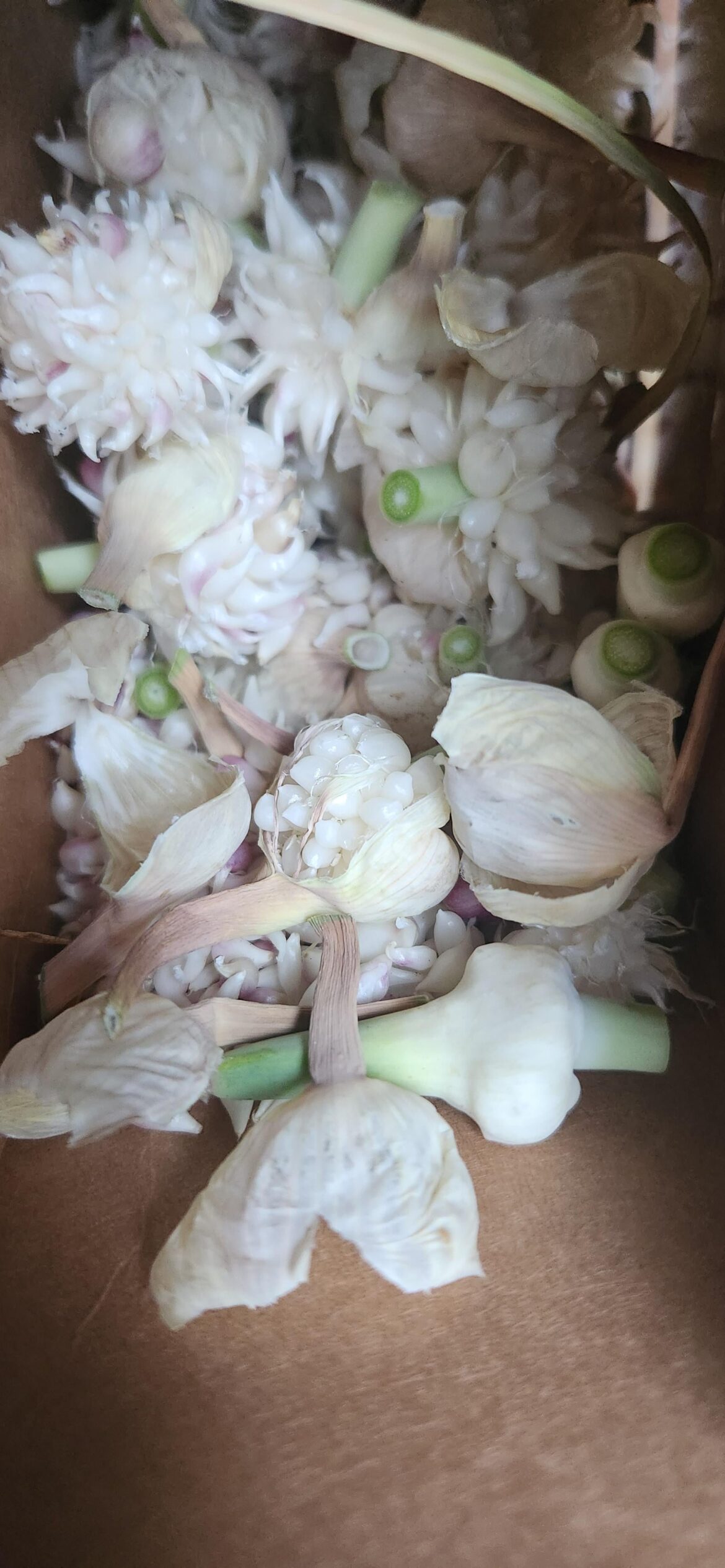 Are these Onion Seeds
