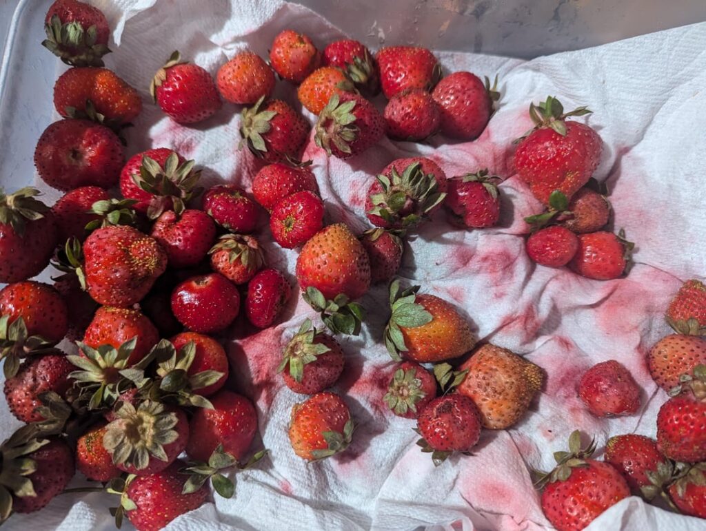 What's happening with my strawberries?